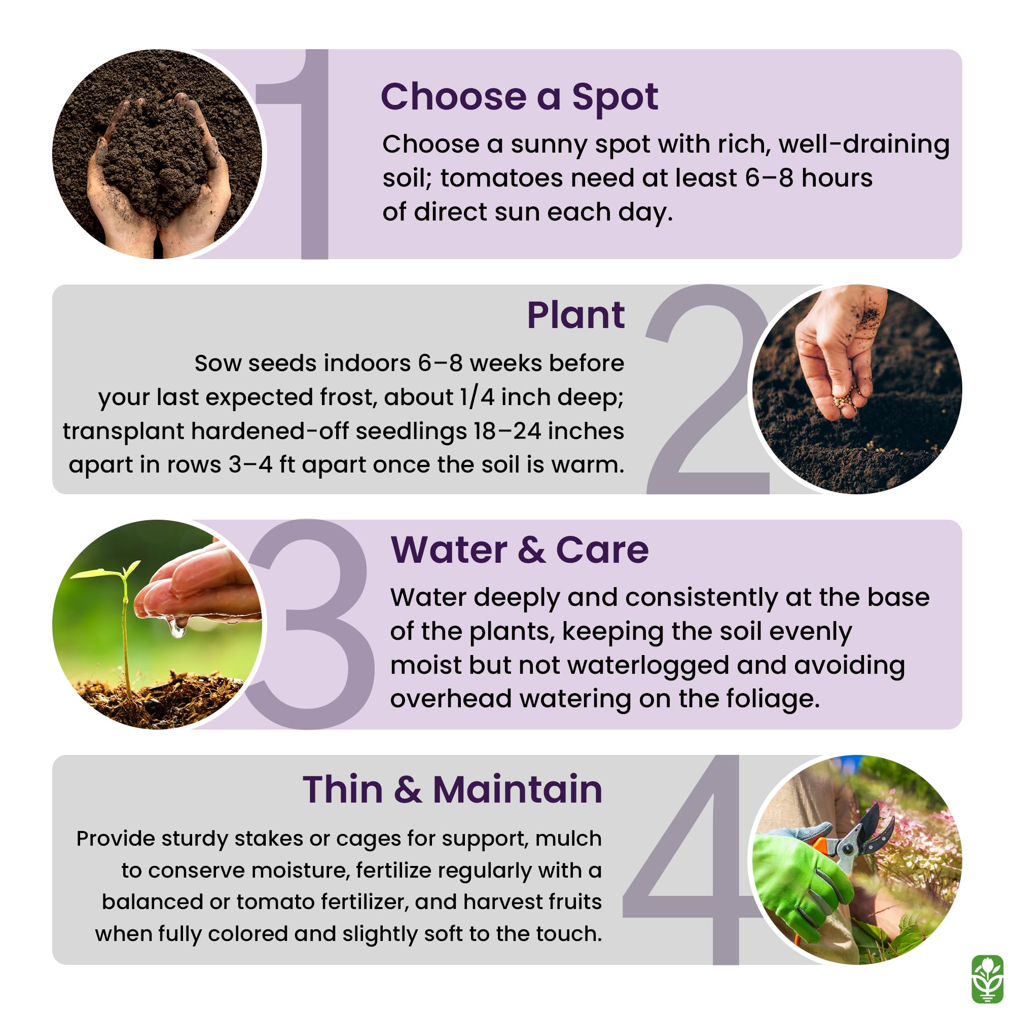 Marde Ross & Company Pink Ponderosa seedling care after transplant for healthy growth