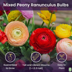 Marde Ross Ranunculus bulbs color mix enhances garden beds with dramatic blooms