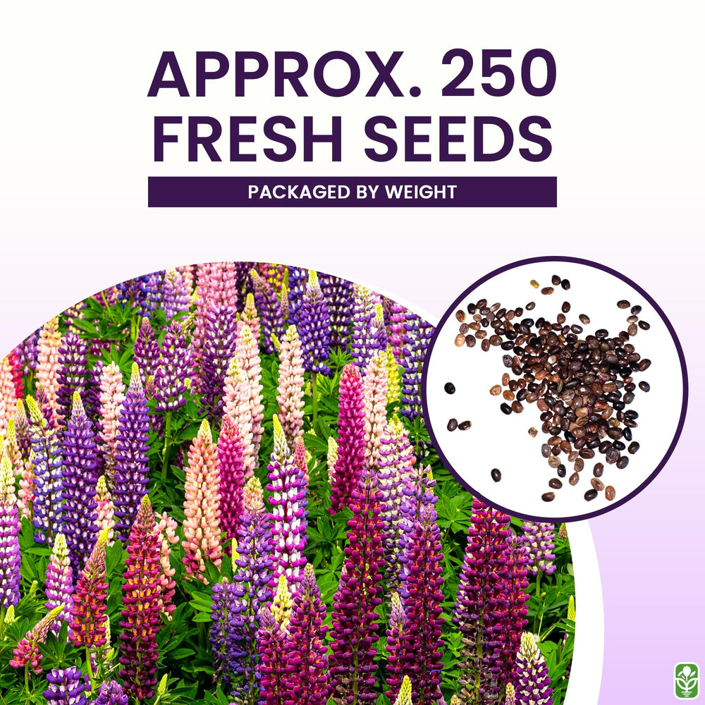 Marde Ross Russell lupine seeds set to germinate in 14–30 days.