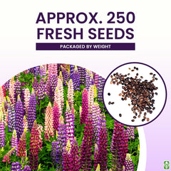 Marde Ross Russell lupine seeds set to germinate in 14–30 days.