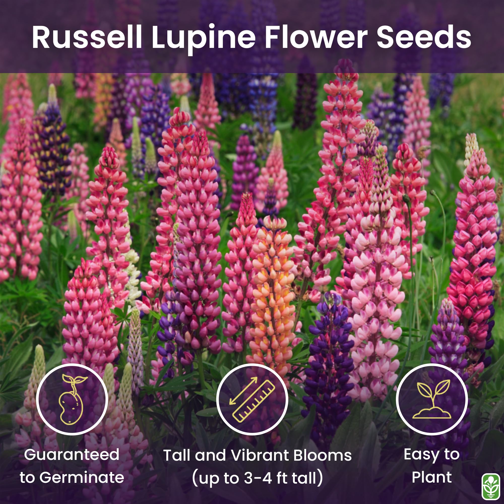Marde Ross lupine seeds ready for fall planting in sun to part shade.