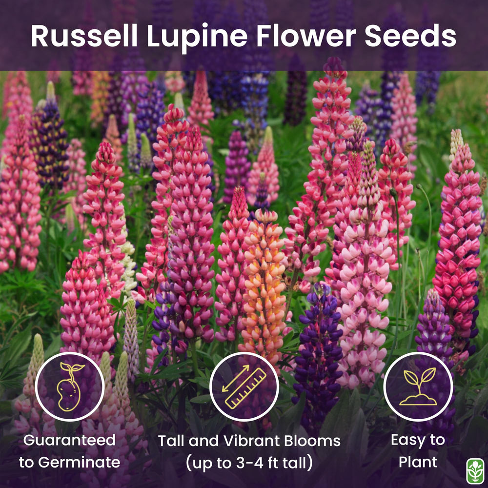 Marde Ross lupine seeds ready for fall planting in sun to part shade.