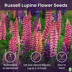 Marde Ross lupine seeds ready for fall planting in sun to part shade.