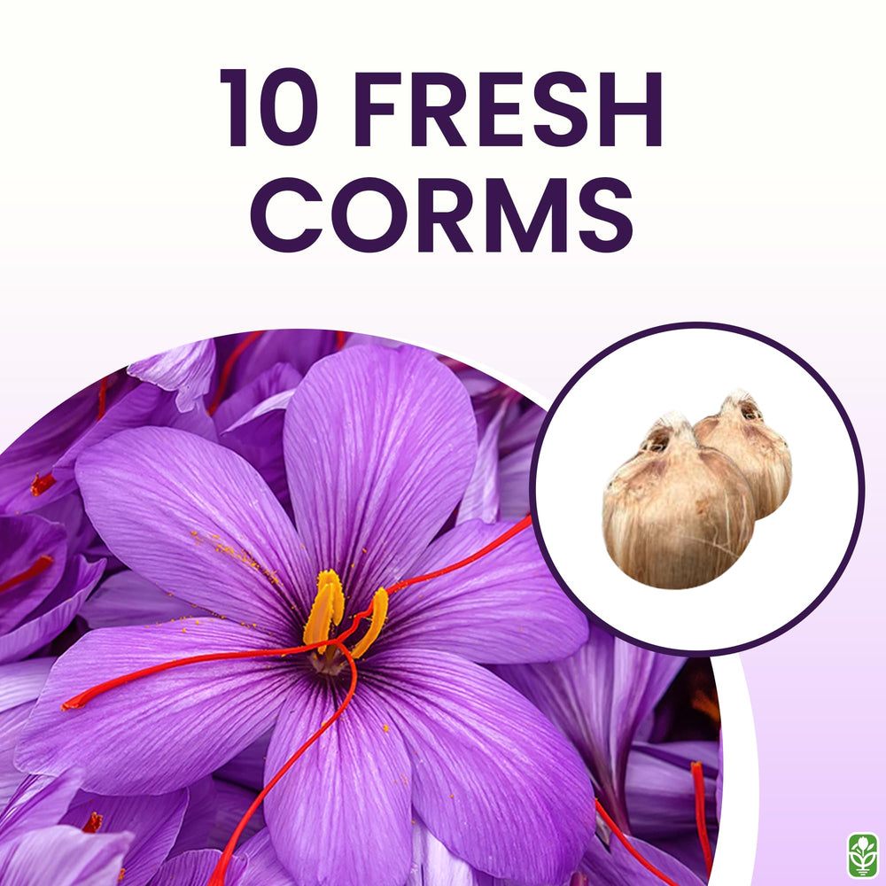Marde Ross saffron crocus corms germinate reliably after refrigeration