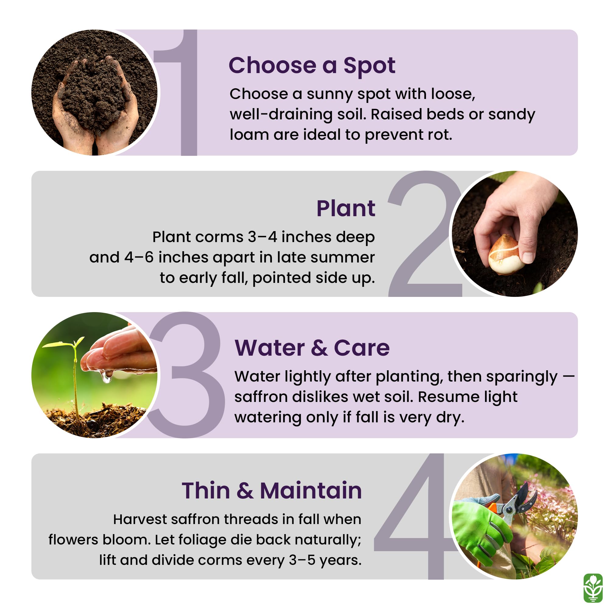 Supports pollinators with late-season nectar and naturalizing growth