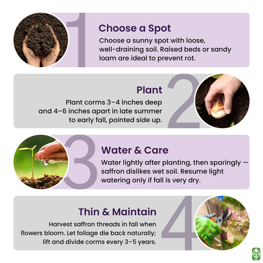 Supports pollinators with late-season nectar and naturalizing growth