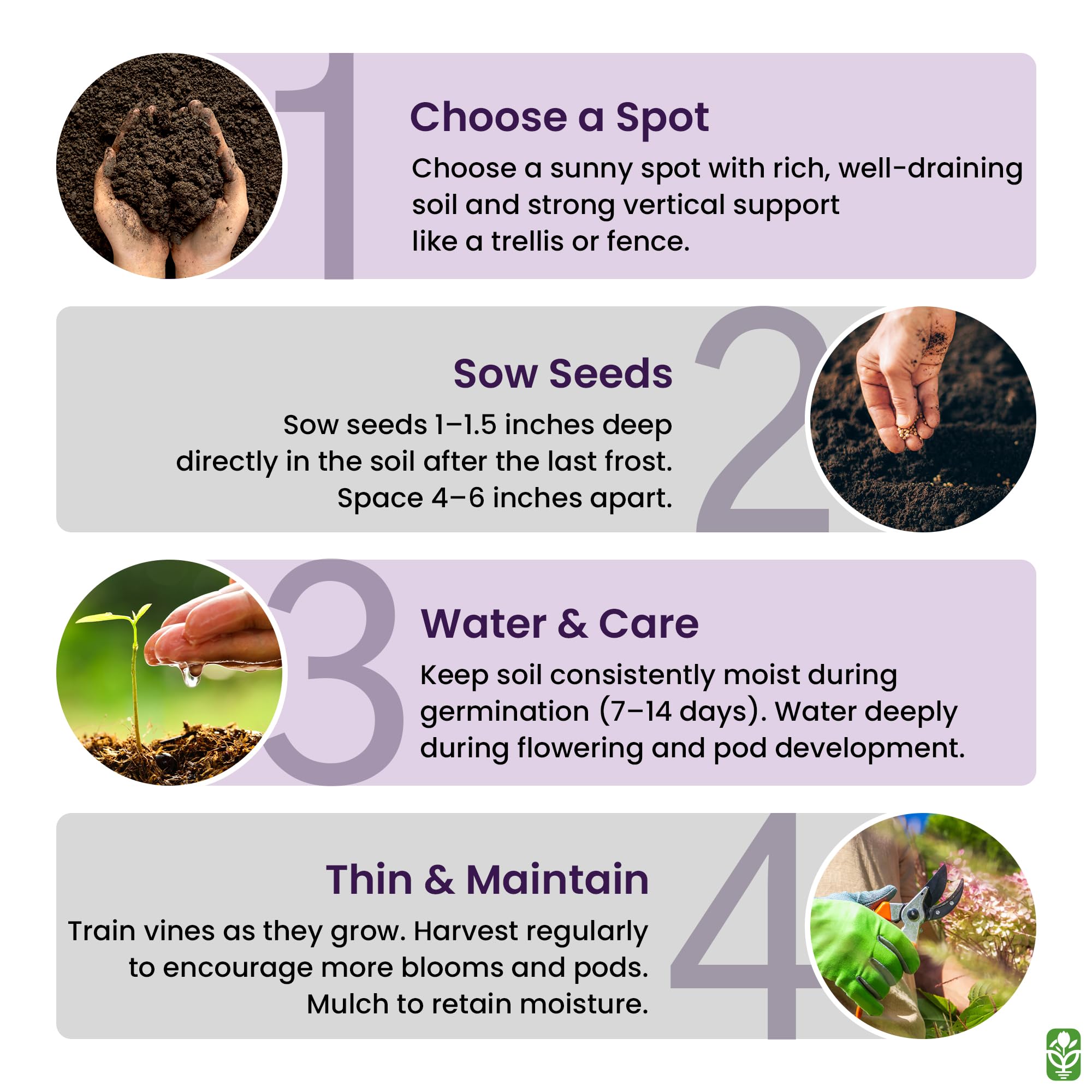 Marde Ross Scarlet Runner heritage open-pollinated seed stock