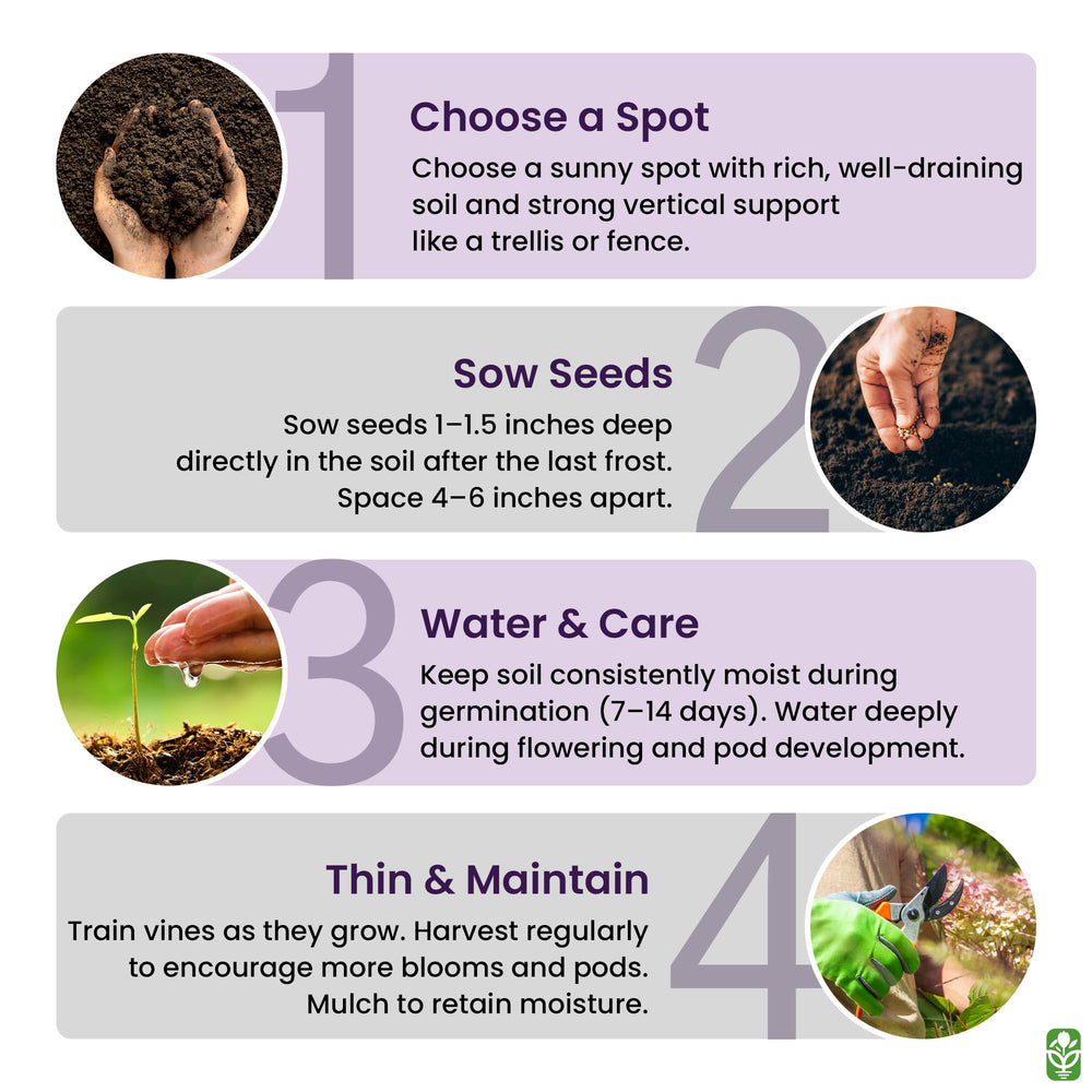 Marde Ross Scarlet Runner heritage open-pollinated seed stock