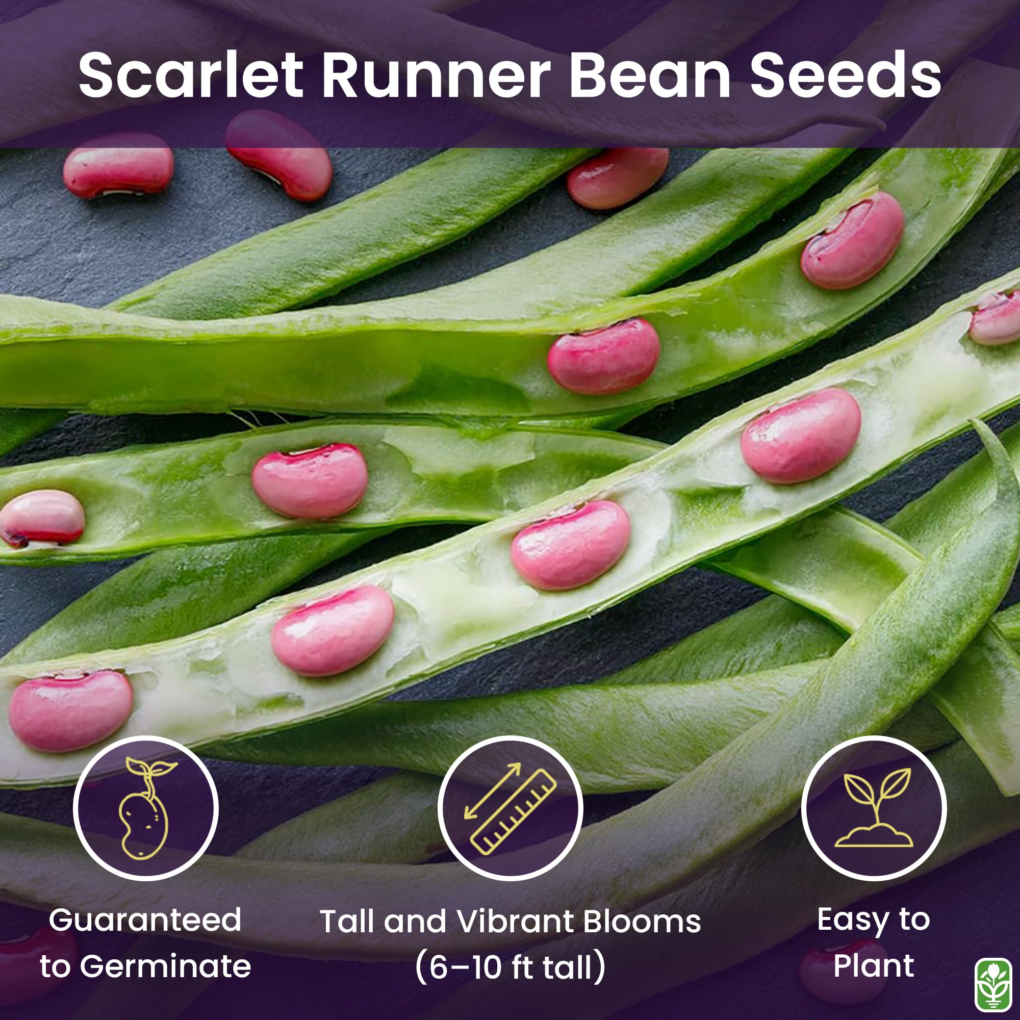Close-up of Scarlet Runner seeds showing germination potential
