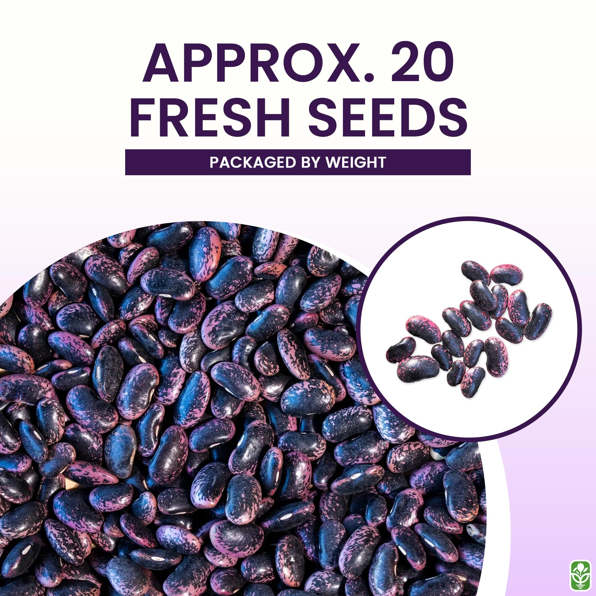 Scarlet Runner seeds planted in a small container ready to climb