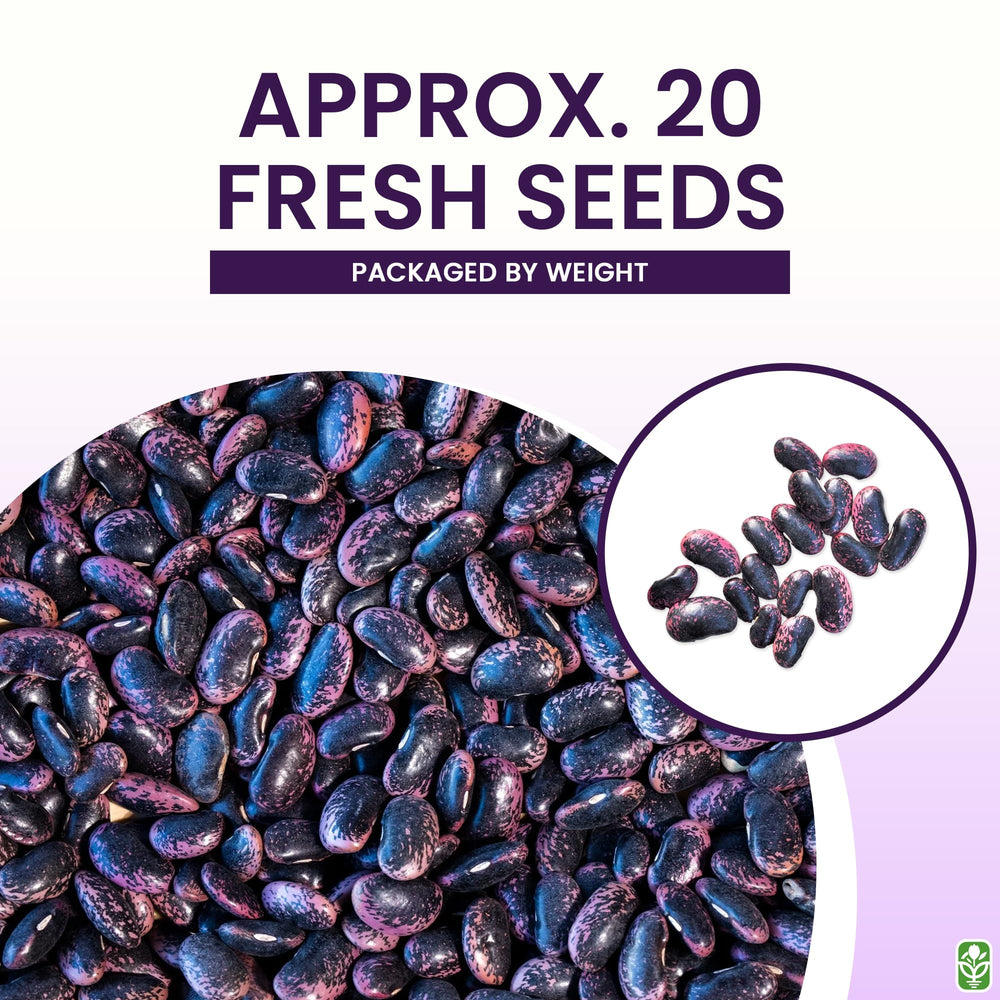 Scarlet Runner seeds planted in a small container ready to climb
