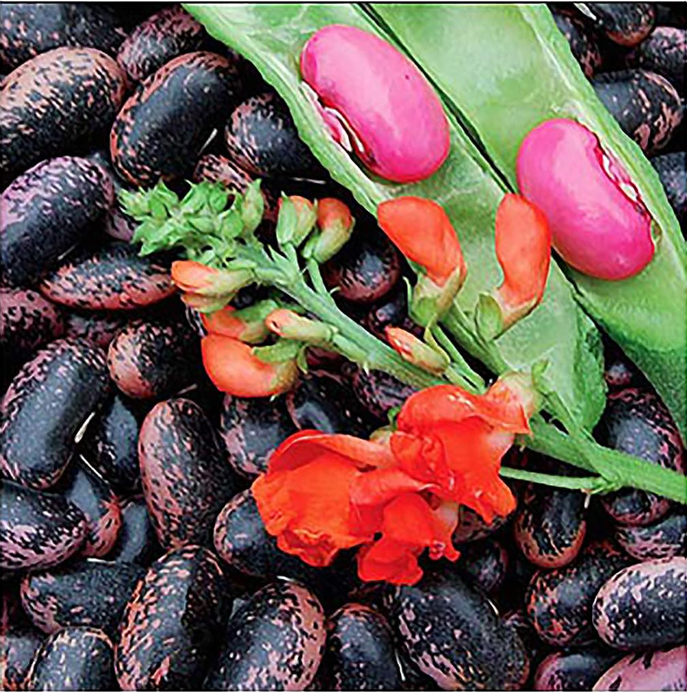 Marde Ross Scarlet Runner seeds pack, ideal for container gardening