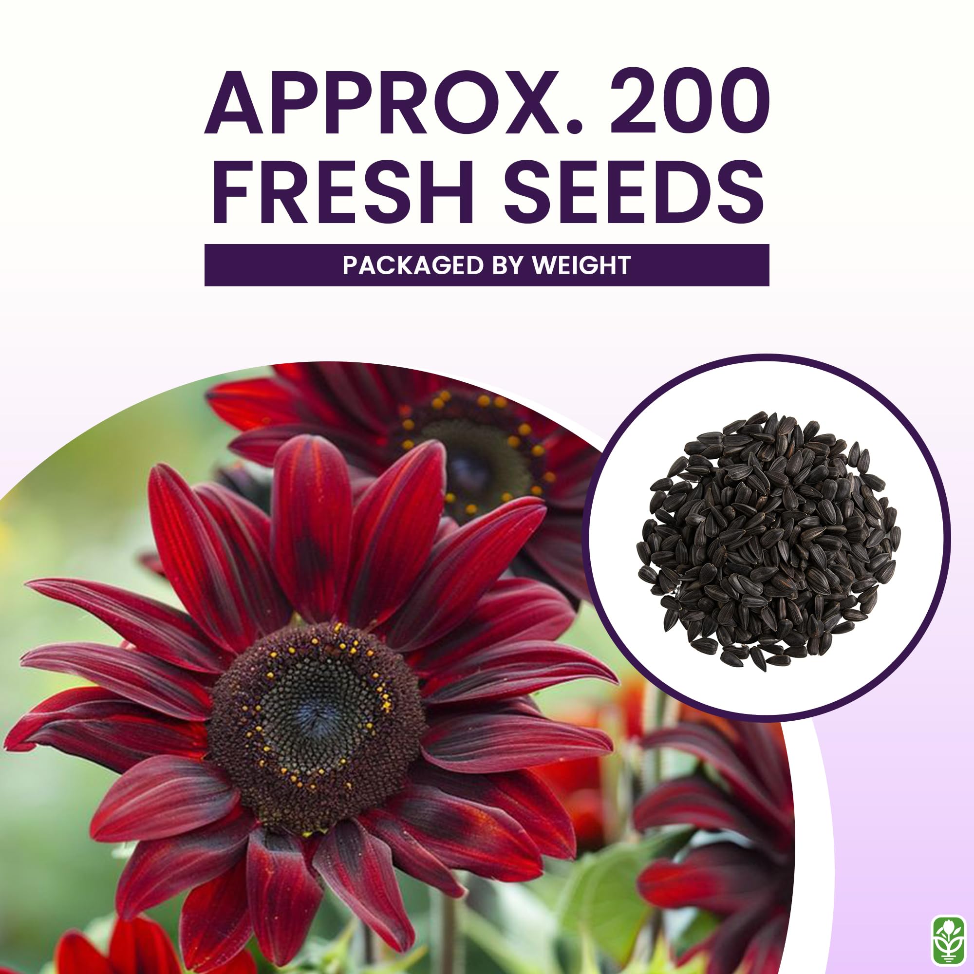 Marde Ross seeds depth guide for 1/2 inch planting