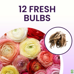 Marde Ross 12-largest corms promote robust plants and abundant spring color