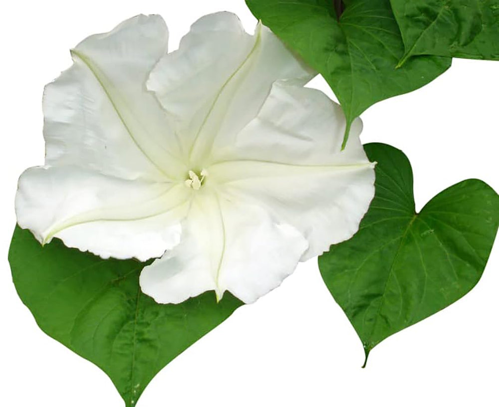 Marde Ross White Moonflower Vine with heart-shaped leaves along a garden fence.