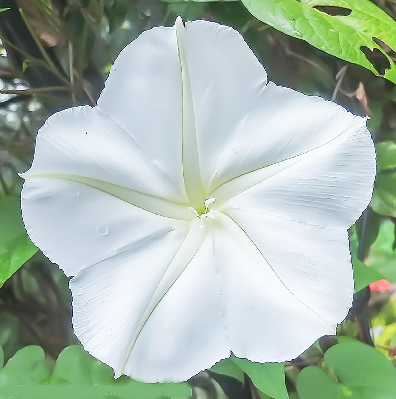 Marde Ross White Moonflower Vine tendrils curling around a support stake.