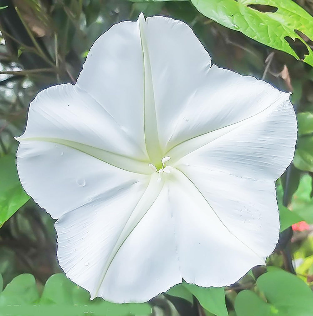 Marde Ross White Moonflower Vine tendrils curling around a support stake.