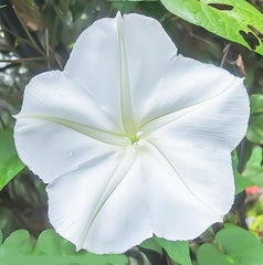 Marde Ross White Moonflower Vine tendrils curling around a support stake.