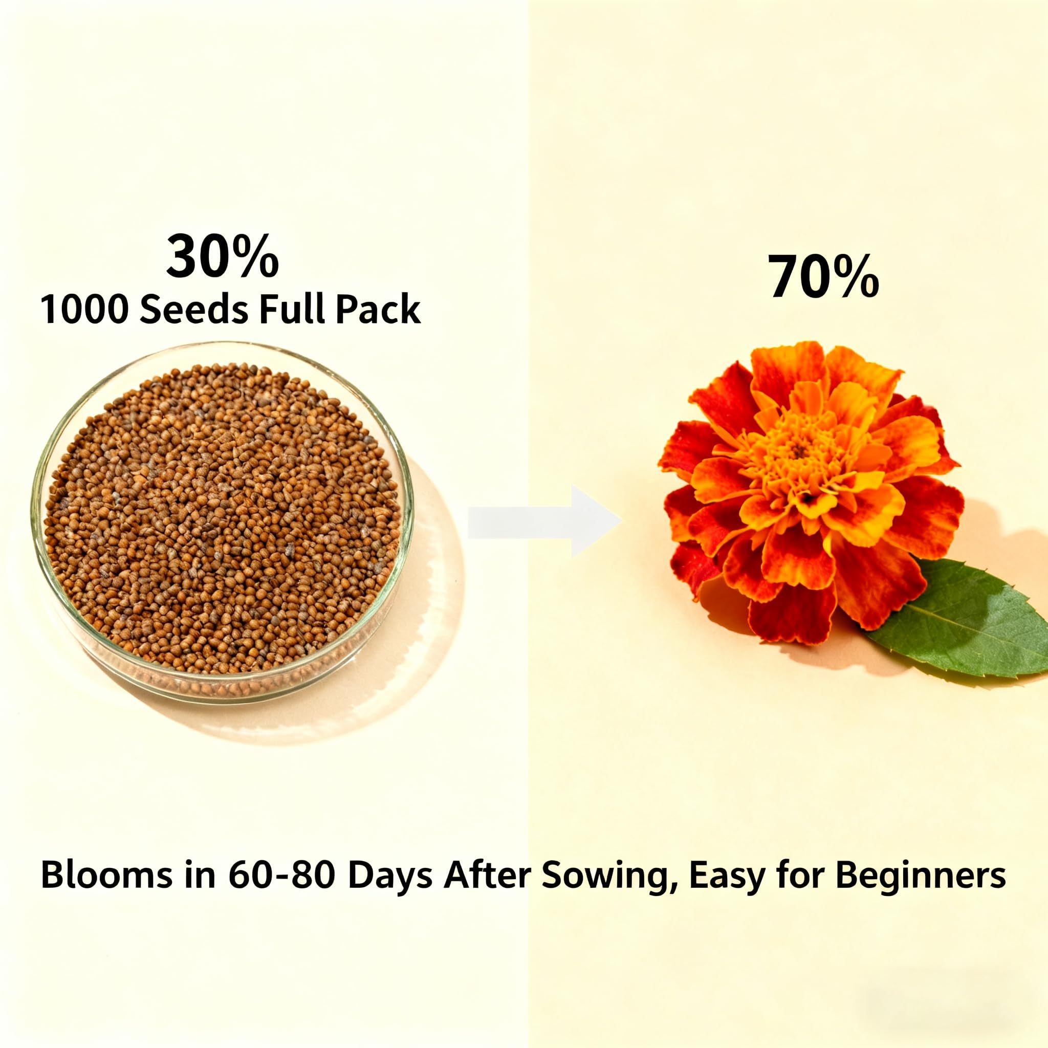 Marigold seeds ideal for edging and container displays with vibrant color.