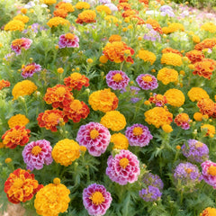 Marigold seeds create living carpets and cheerful yard color in gardens.