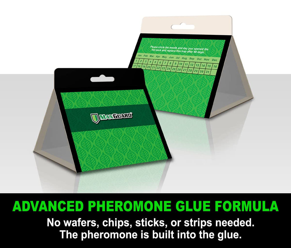 MaxGuard extra strength pheromone trap close-up highlighting non-toxic glue