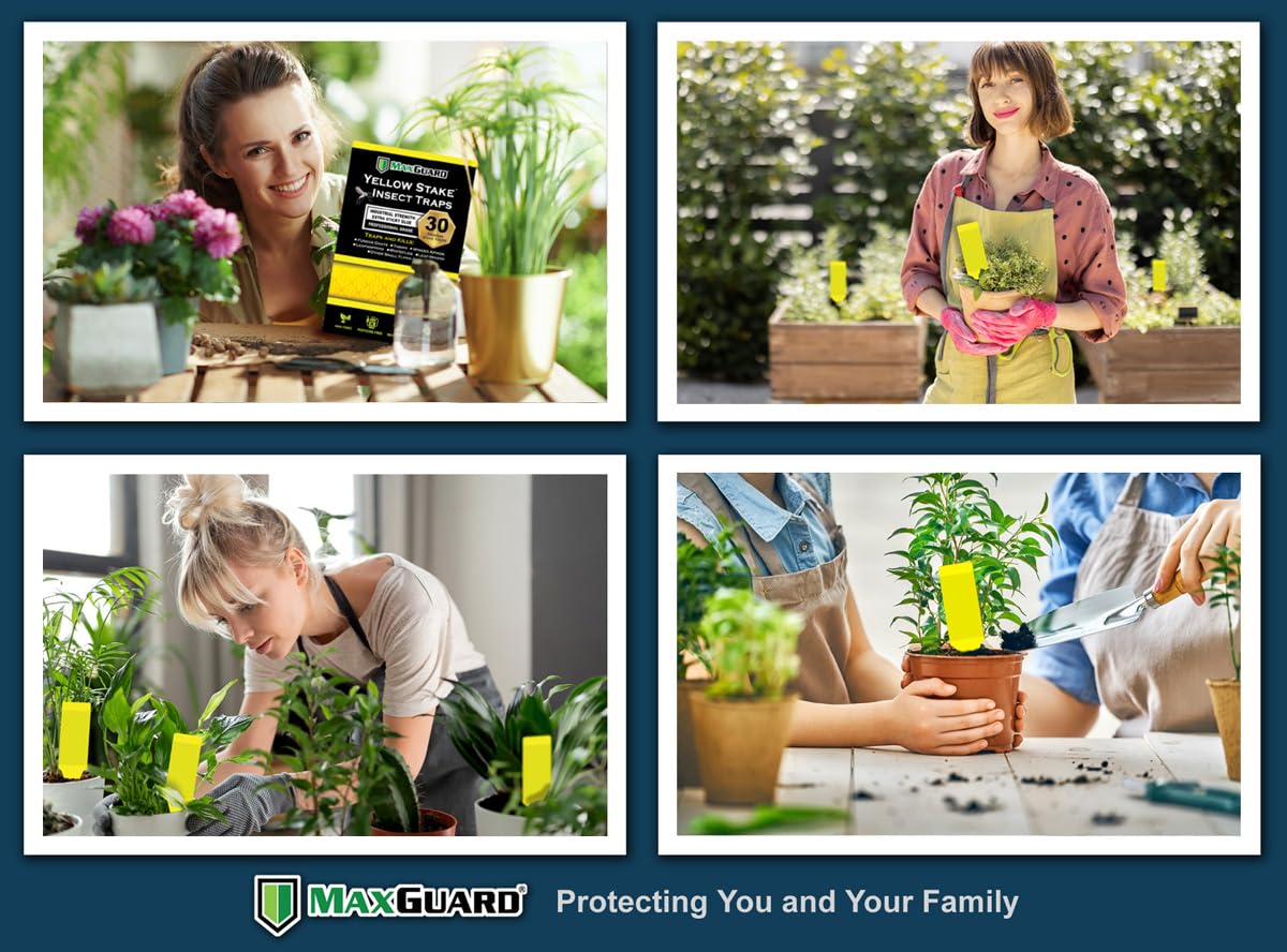 Maxguard outdoor tree installation for durable, rain-resistant pest trapping.