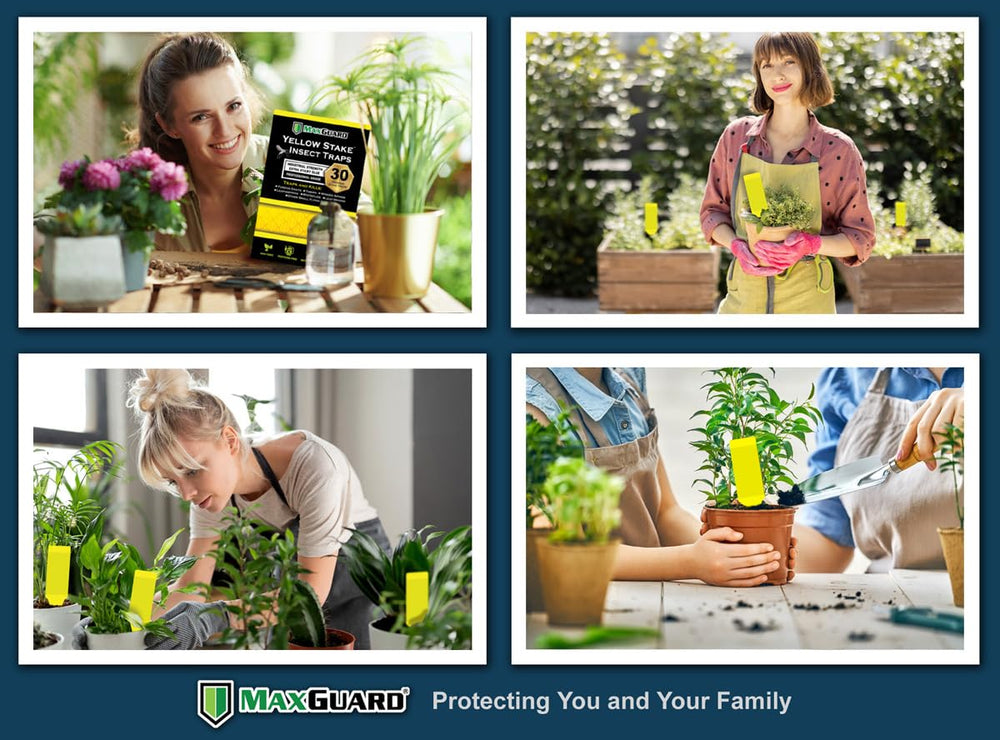Maxguard outdoor tree installation for durable, rain-resistant pest trapping.