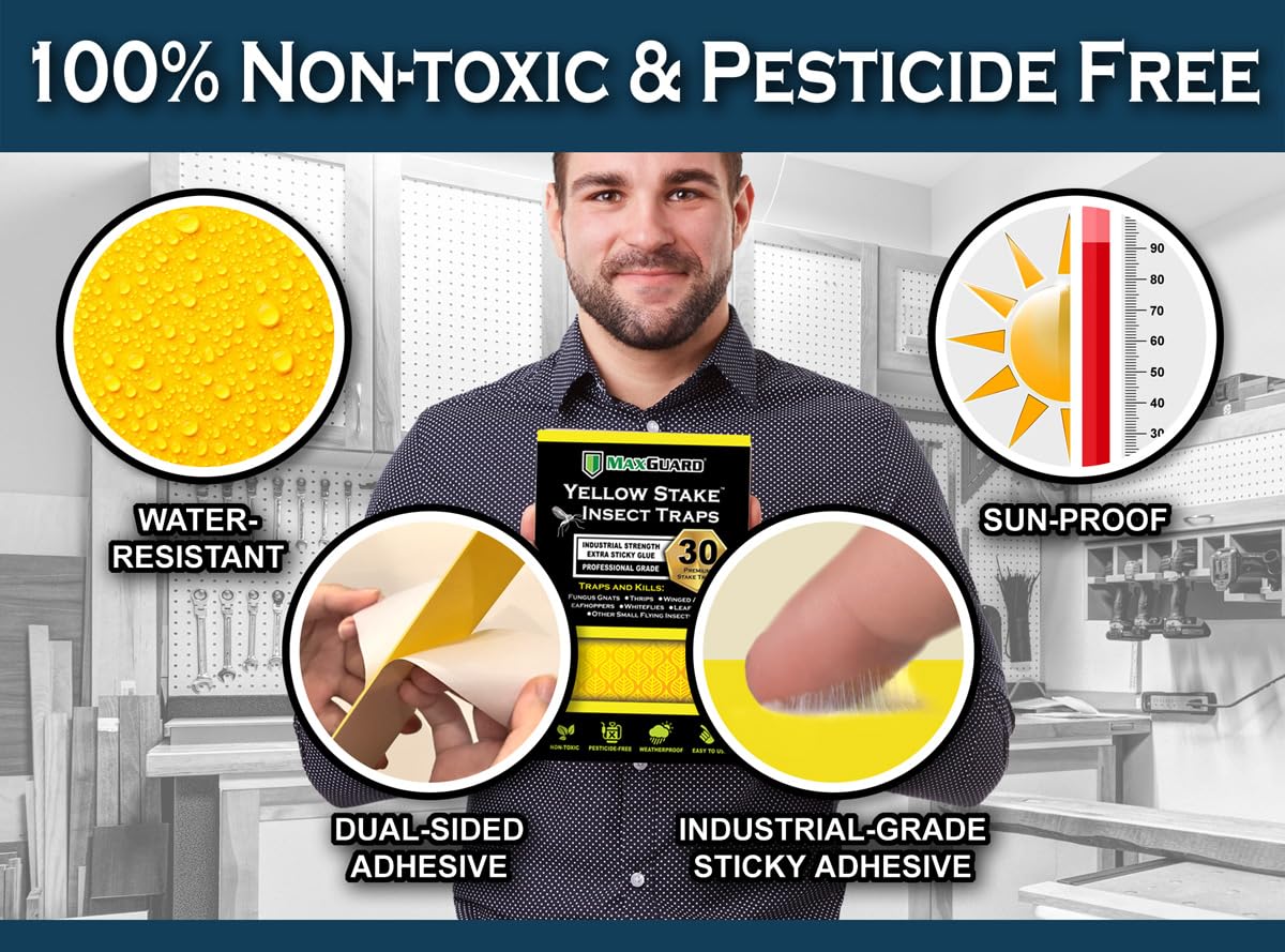 Maxguard sticky glue close-up shows industrial-grade adhesive trapping pests.