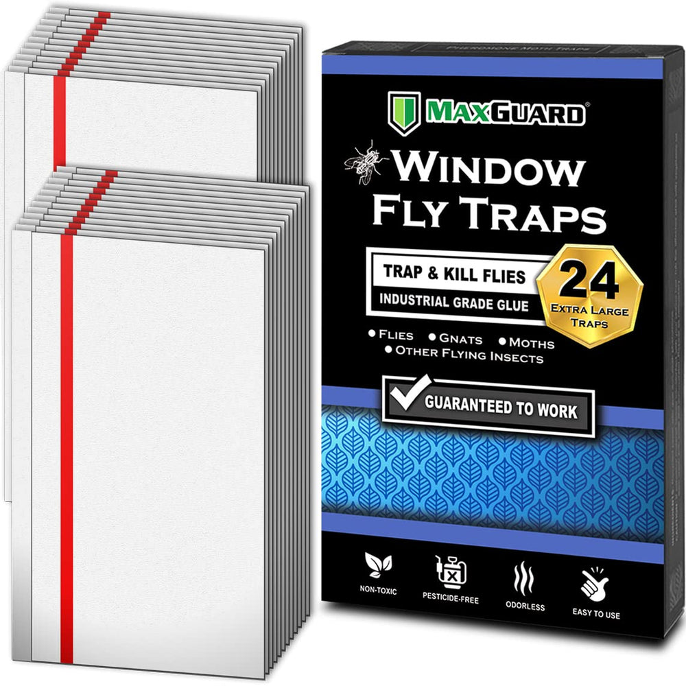 MaxGuard Window Fly Traps attached to a sunlit window catching houseflies effectively
