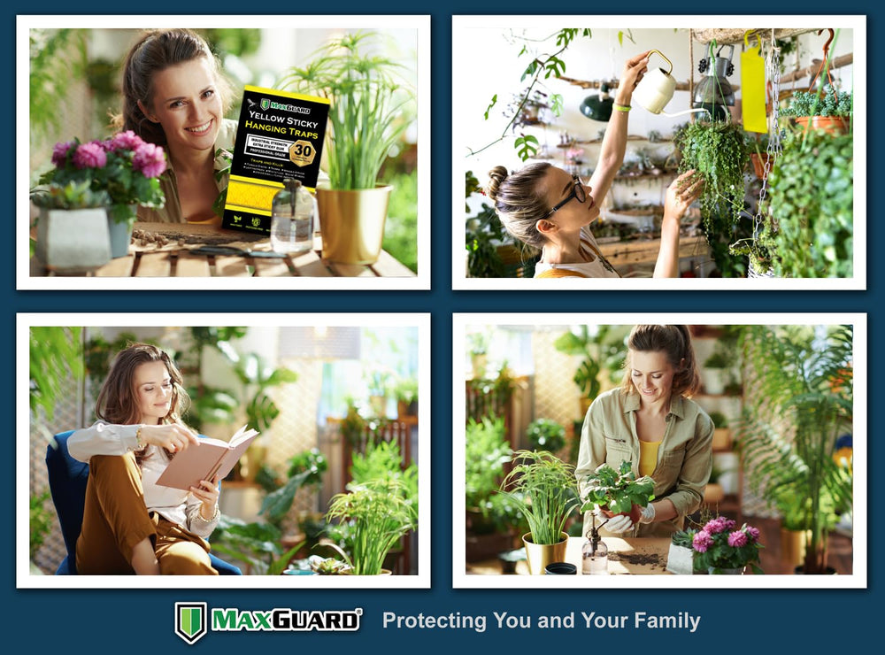 MaxGuard yellow hanging trap near leaf miners helps monitor garden health with simple placement.