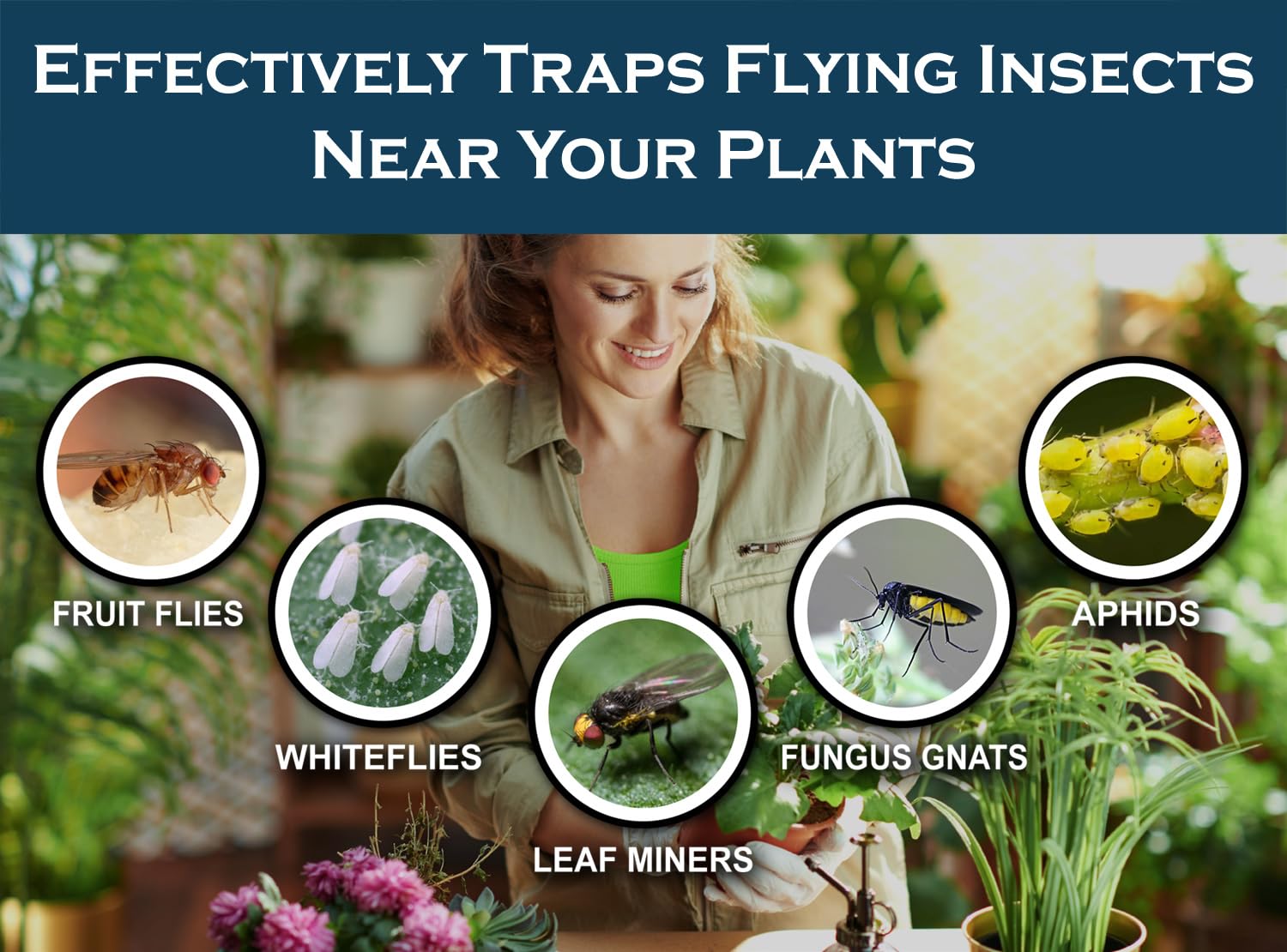 MaxGuard yellow hanging trap on leaves captures whiteflies, protecting plant health without sprays.