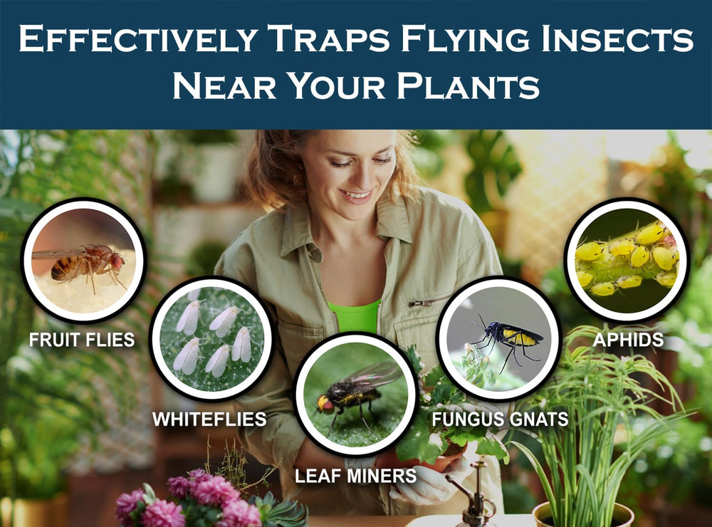 MaxGuard yellow hanging trap on leaves captures whiteflies, protecting plant health without sprays.