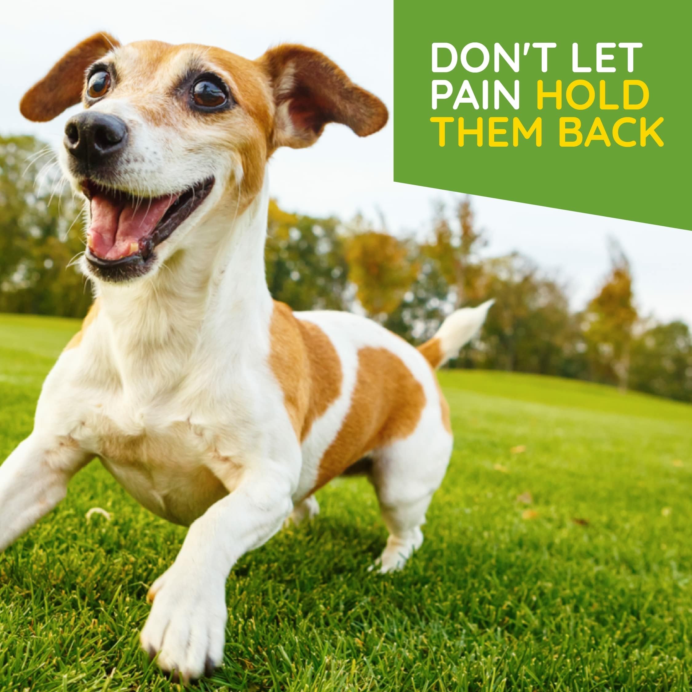 MediNatura T-Relief dog tablets ready for mobility support