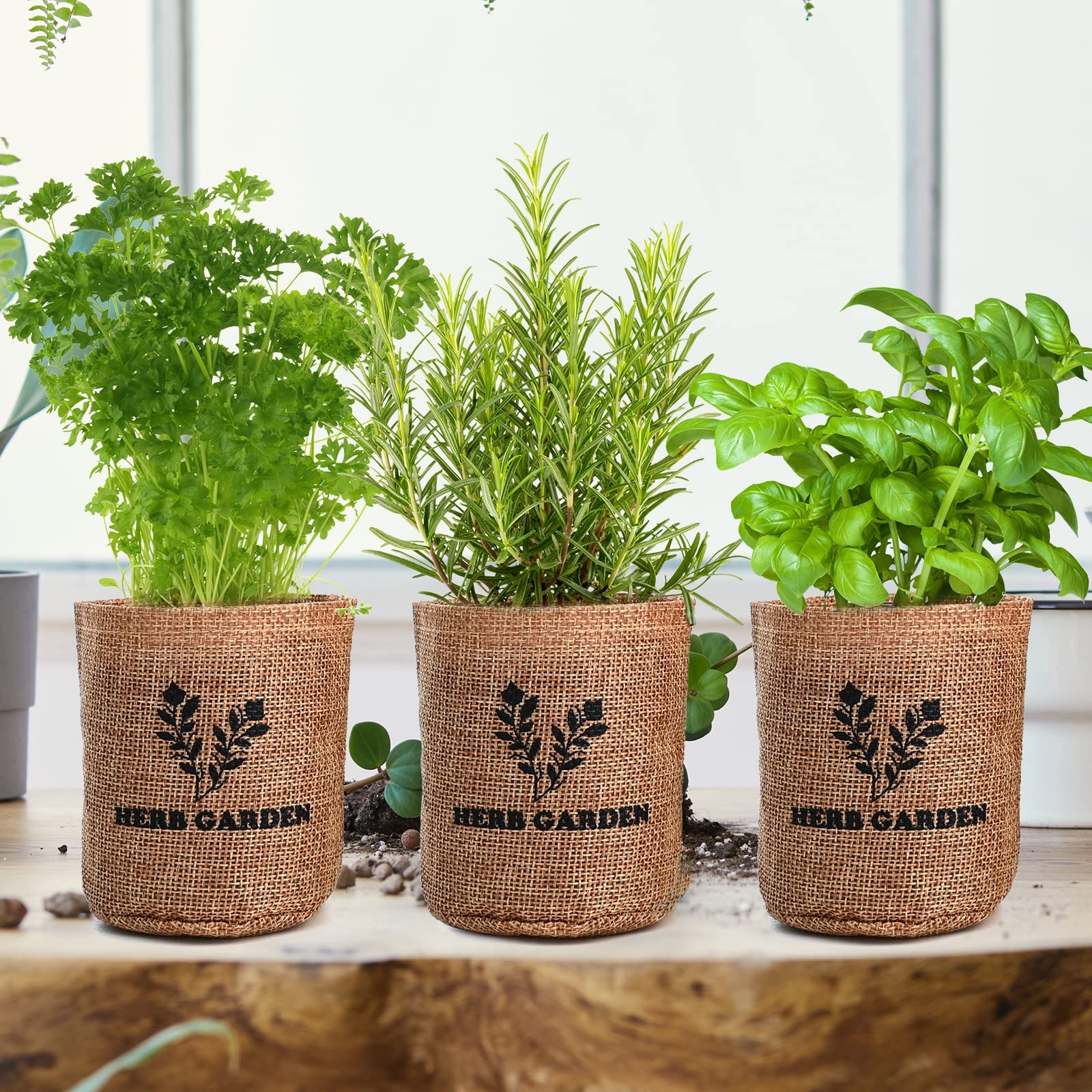 Meekear kitchen windowsill herbs ready for fresh cooking.