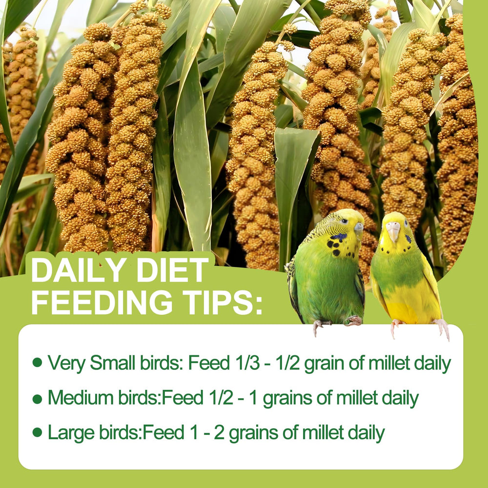 MEILLEURE feeding tips help you offer fresh, clean millet daily