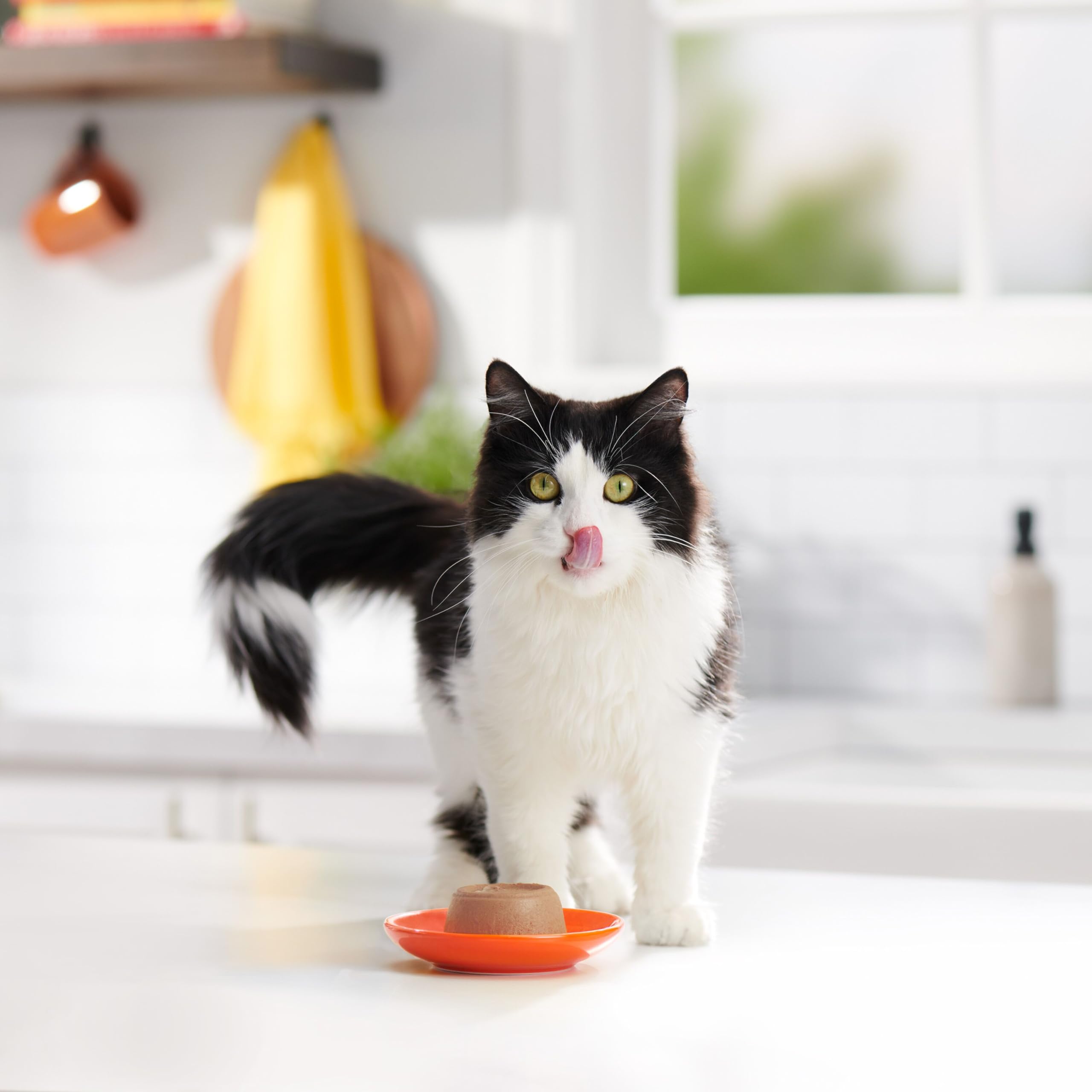 Portion individuelle prête à servir avec Meow Mix Paté en Sauce.