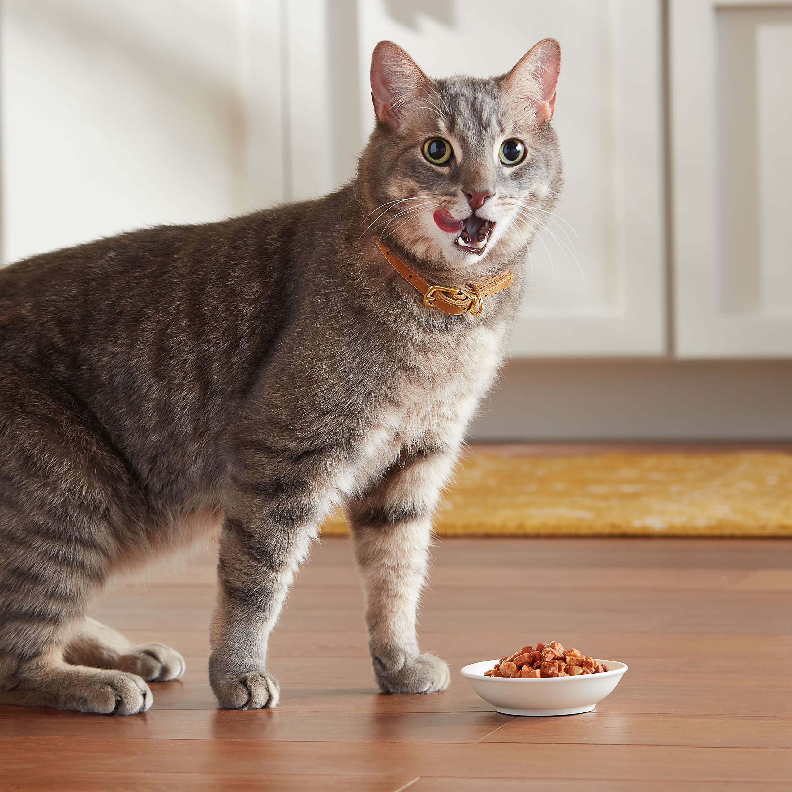 Repas quotidien équilibré pour chats avec Meow Mix Tenders en Sauce