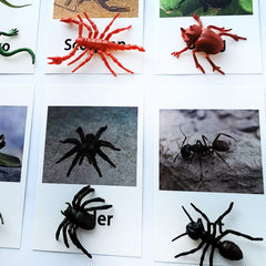 Mereco close-up animal photographs for accurate word association.