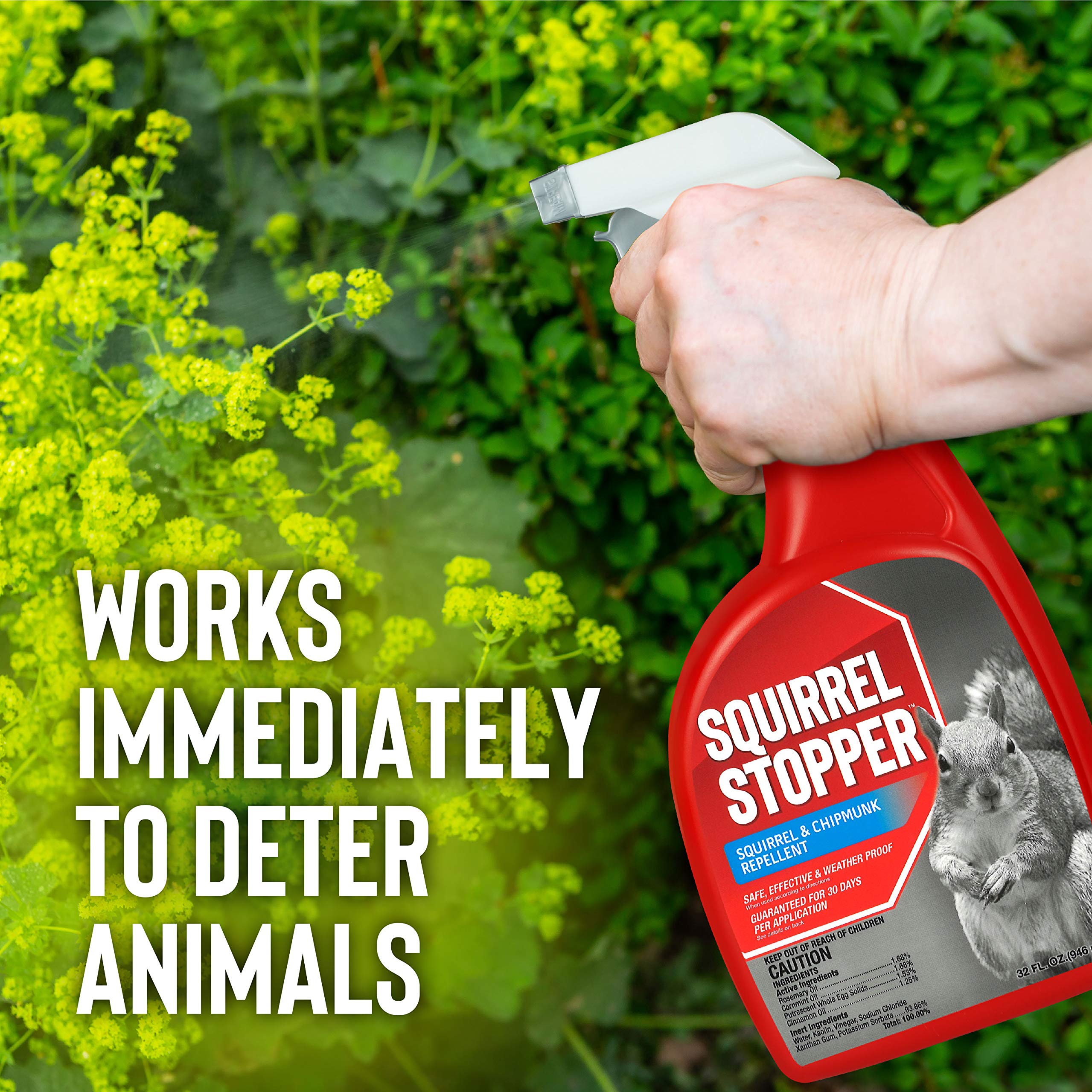 Messinas Squirrel Stopper spray guards garages from digging and nesting.