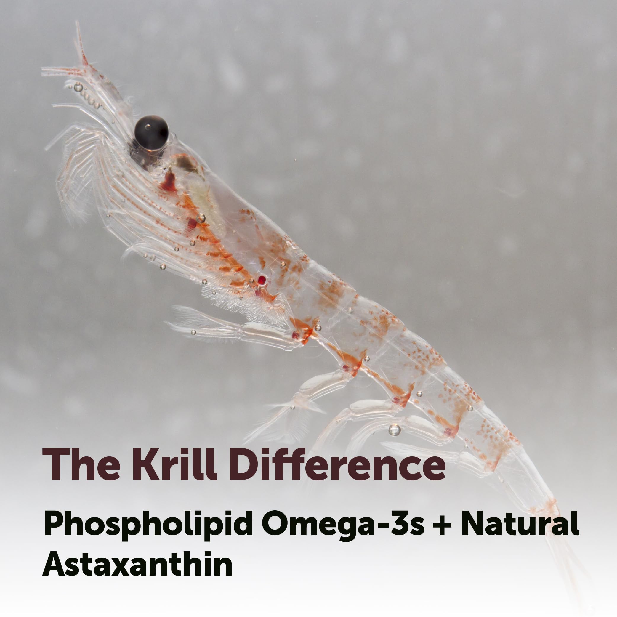 Antarctic Krill Oil graphic highlighting EPA and DHA content