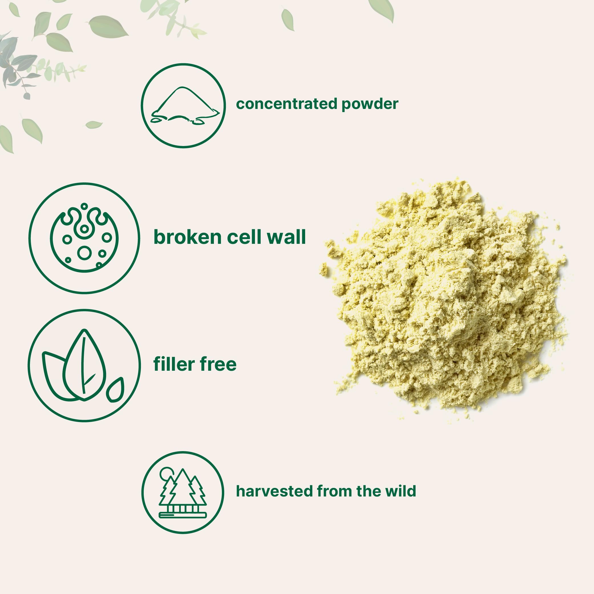Broken cell wall pine pollen powder ready to mix for faster absorption.