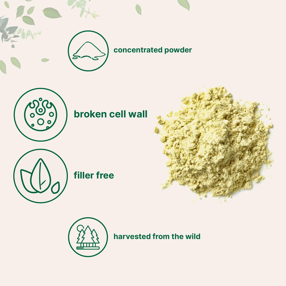 Broken cell wall pine pollen powder ready to mix for faster absorption.
