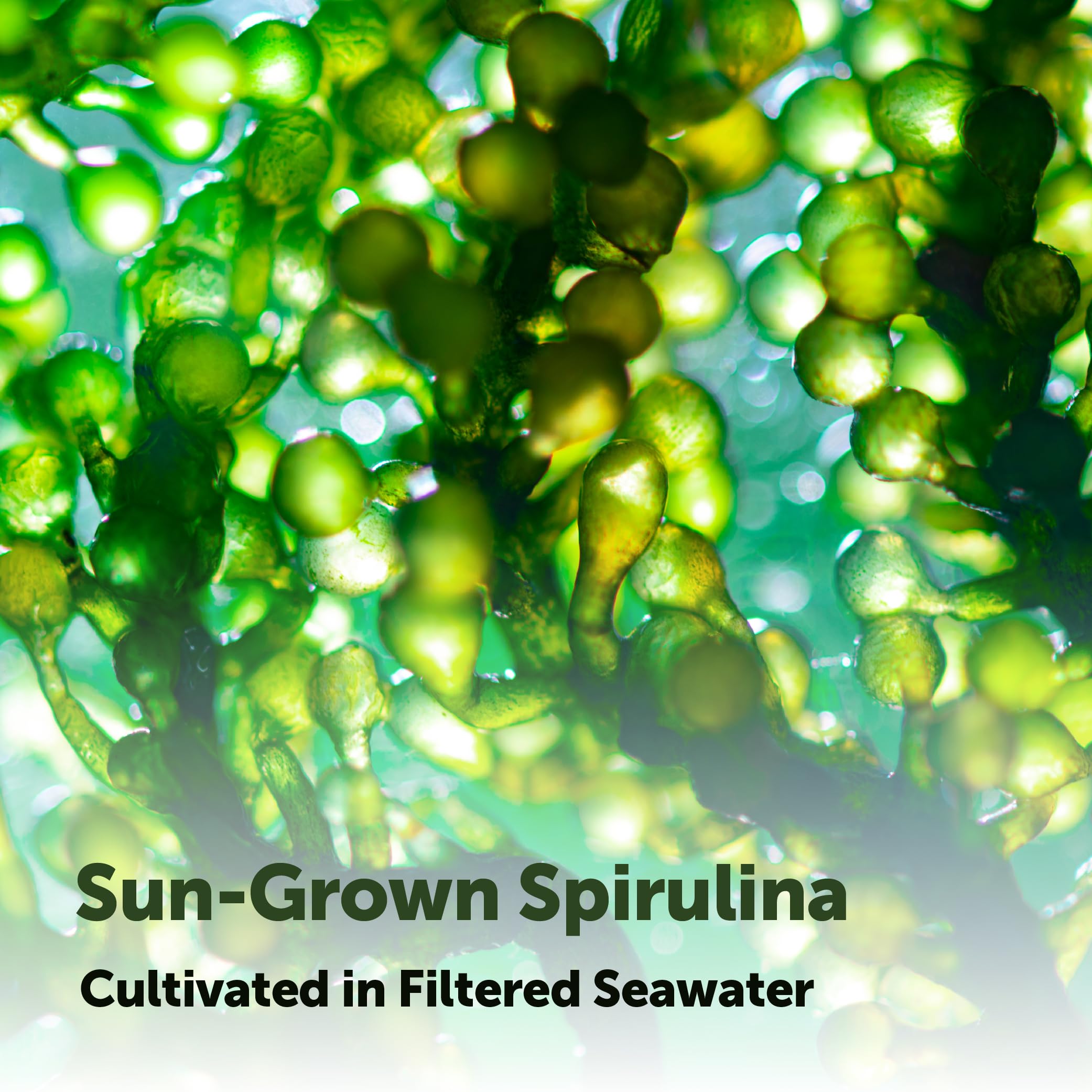 Micro Ingredients USA-made spirulina with third-party lab testing for safety.