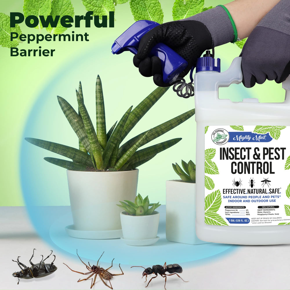 Mighty Mint spray in action on baseboards, designed for indoor pest control.