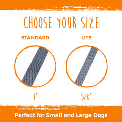 Tangle-free attachment on Mighty Paw leash keeps two dogs running side by side