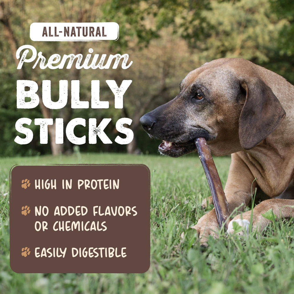 Mighty Paw low-odor bully stick 12in for calmer chewing sessions