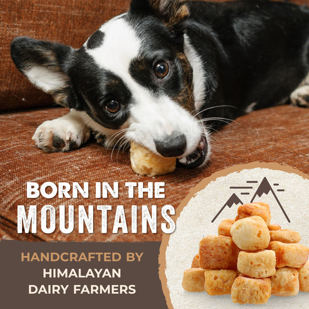 Training moment with Mighty Paw Yak Cheese Puffs as a reward.