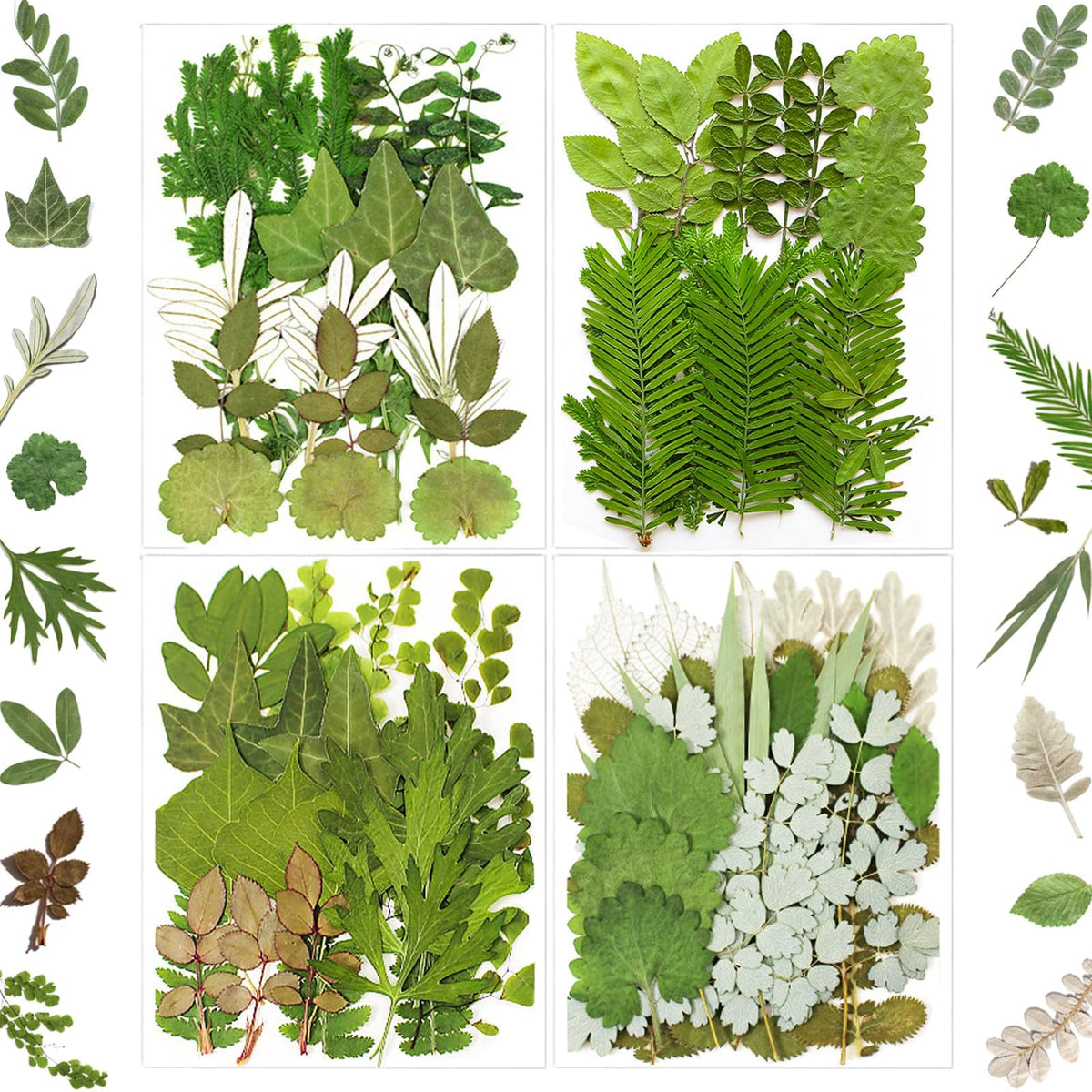 MIKIYA 84Pcs pressed dried leaves variety pack for resin crafts and gifts.