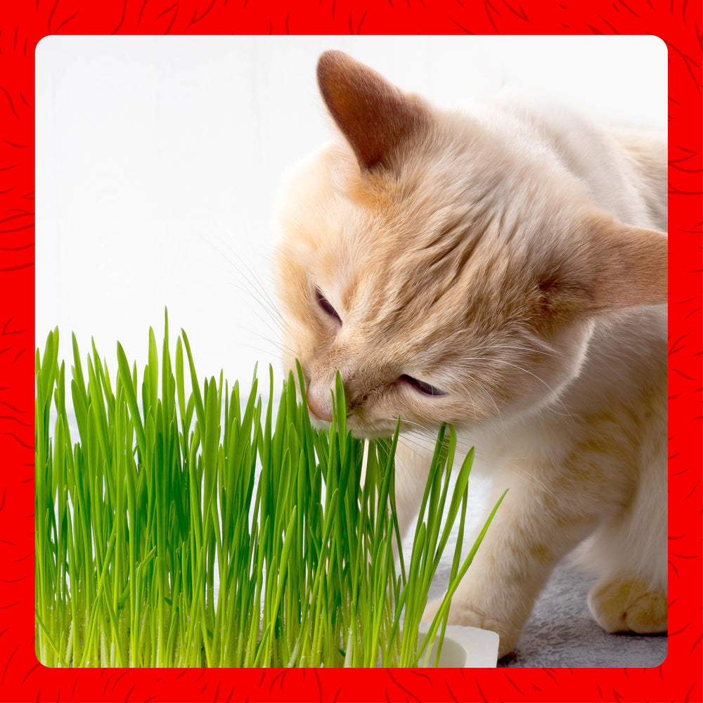 Miracle Care Cat Grass Kit supports hairball control with natural fiber.