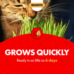 Miracle Care Cat Grass Kit greens rich in nutrients for digestion support.